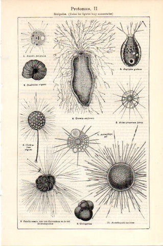 LAMINA V30604: Protozoos rizopodos