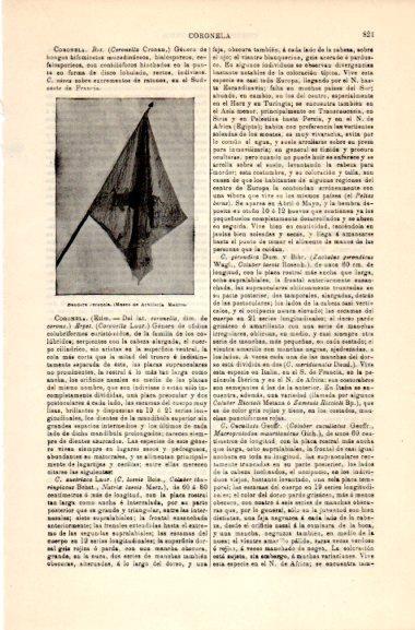 LAMINA V31052: Bandera Coronela