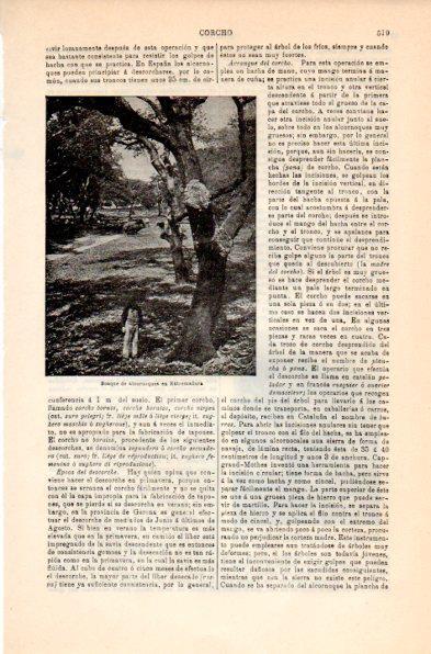 LAMINA V30994: Bosque de alcornoques en Extremadura