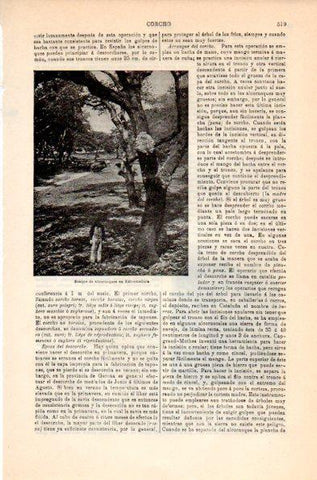 LAMINA V30994: Bosque de alcornoques en Extremadura