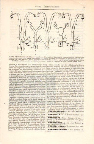 LAMINA V31186: Organos sexuales femeninos de diferentes mamiferos