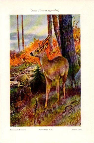 LAMINA V31148: Corzo o Cervus capreolus