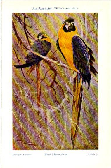 LAMINA V31156: Ara Ararauna o Sittace coerulea