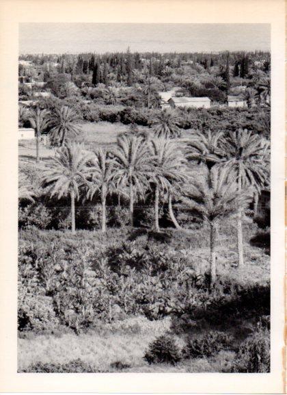 LAMINA V32196: Vista parcial oasis de Jerico