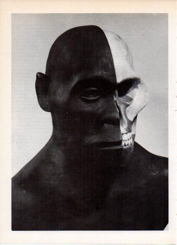 LAMINA V32157: Busto de Australopithecus