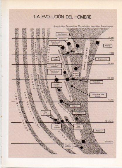 LAMINA V32158: La Evolucion del hombre