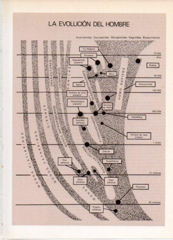 LAMINA V32158: La Evolucion del hombre