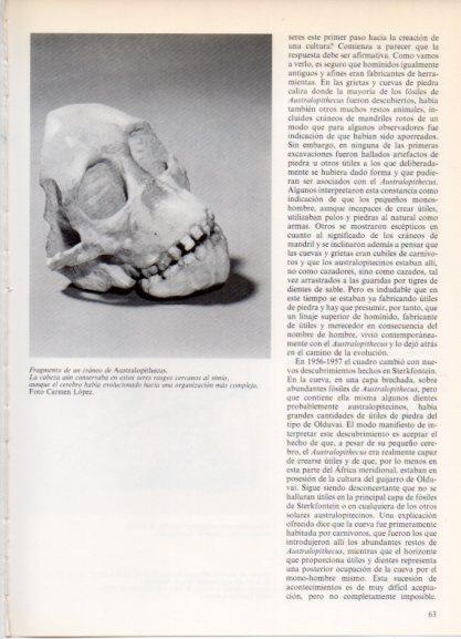 LAMINA V32159: Fragmento de un craneo de Australopithecus