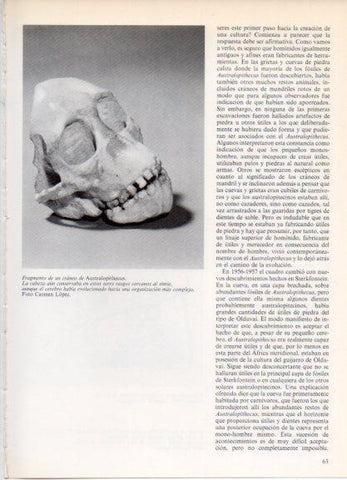 LAMINA V32159: Fragmento de un craneo de Australopithecus