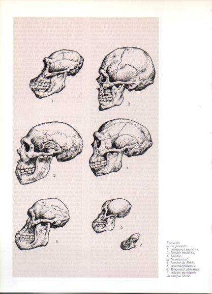 LAMINA V32160: Evolucion de los primates