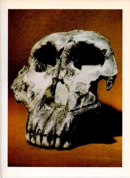 LAMINA V32223: Craneo de Australopithecus, yacimiento sur de Africa