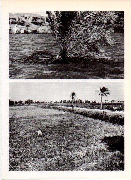 LAMINA V32238: Cultivo de los campos de Egipto en el Nilo