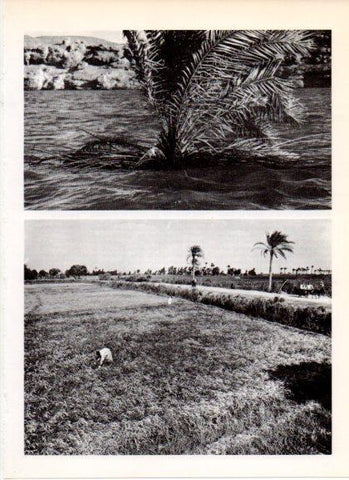 LAMINA V32238: Cultivo de los campos de Egipto en el Nilo
