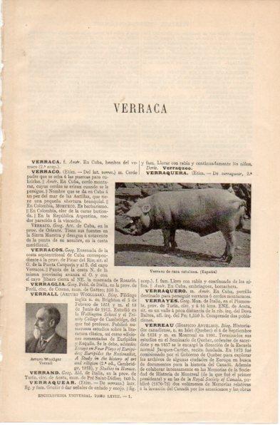 LAMINA V32342: Verraco de raza catalana