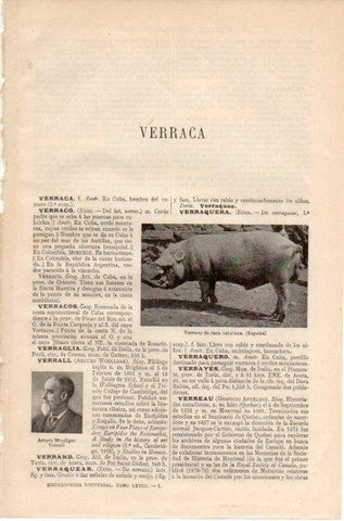 LAMINA V32342: Verraco de raza catalana