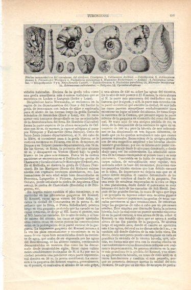 LAMINA V32709: Fosiles del turoniense y del cretaceo
