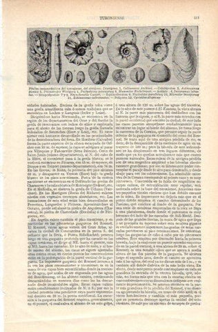 LAMINA V32709: Fosiles del turoniense y del cretaceo