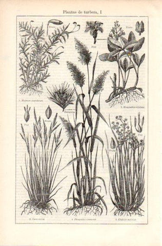 LAMINA V32658: Plantas de turbera I