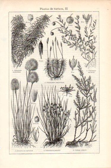 LAMINA V32659: Plantas de turbera II