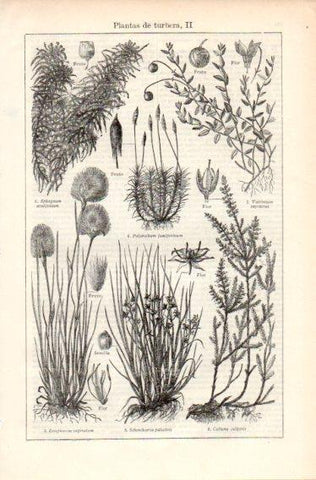 LAMINA V32659: Plantas de turbera II