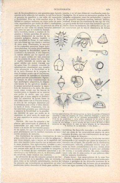 LAMINA V32863: Larvas del meroplancton