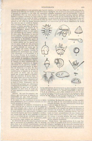 LAMINA V32863: Larvas del meroplancton