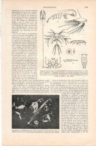 LAMINA V32861: Flotabilidad de los animales planctonicos