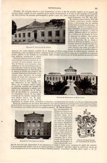 LAMINA V32372: Escuela de Veterinaria de Lisboa, Montevideo y Berlin