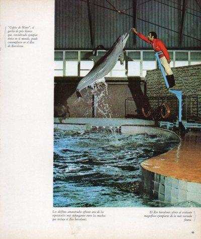 LAMINA V33177: Delfin en Zoo de Barcelona