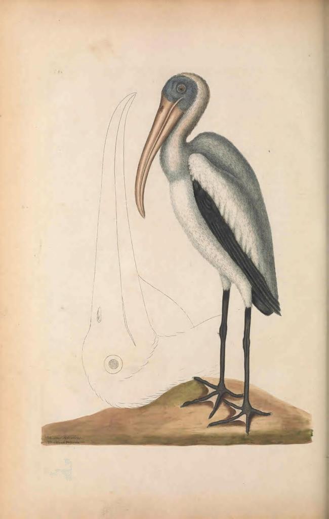 Poster DIN 4 numero 1285:  The natural history of Carolina, Florida, and the Bahama Islands :. London :Printed for B. White,1771..