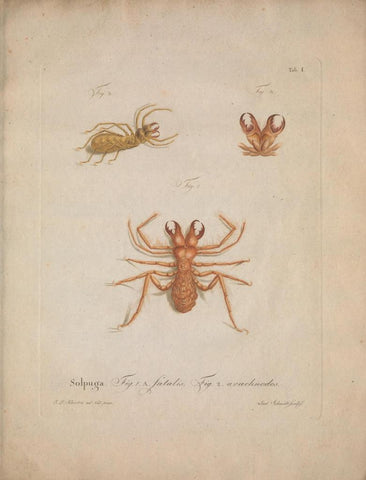 Poster DIN 4 numero 1286: Natursystem der ungeflügelten Insekten. Berlin :Bei Gottlieb August Lange,1797-1800.. 