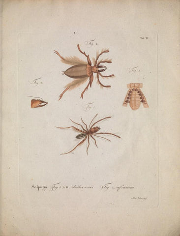 Poster DIN 4 numero 1287: Natursystem der ungeflügelten Insekten. Berlin :Bei Gottlieb August Lange,1797-1800..