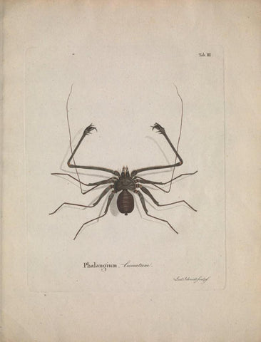 Poster DIN 4 numero 1288: Natursystem der ungeflügelten Insekten. Berlin :Bei Gottlieb August Lange,1797-1800.. 