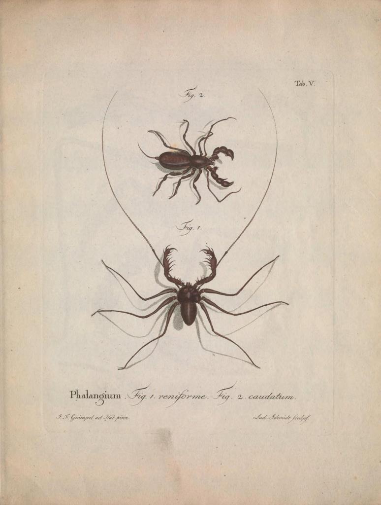 Poster DIN 4 numero 1289: Natursystem der ungeflügelten Insekten. Berlin :Bei Gottlieb August Lange,1797-1800..