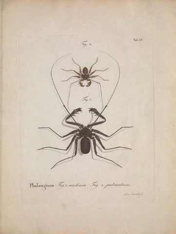 Poster DIN 4 numero 1290: Natursystem der ungeflügelten Insekten. Berlin :Bei Gottlieb August Lange,1797-1800..