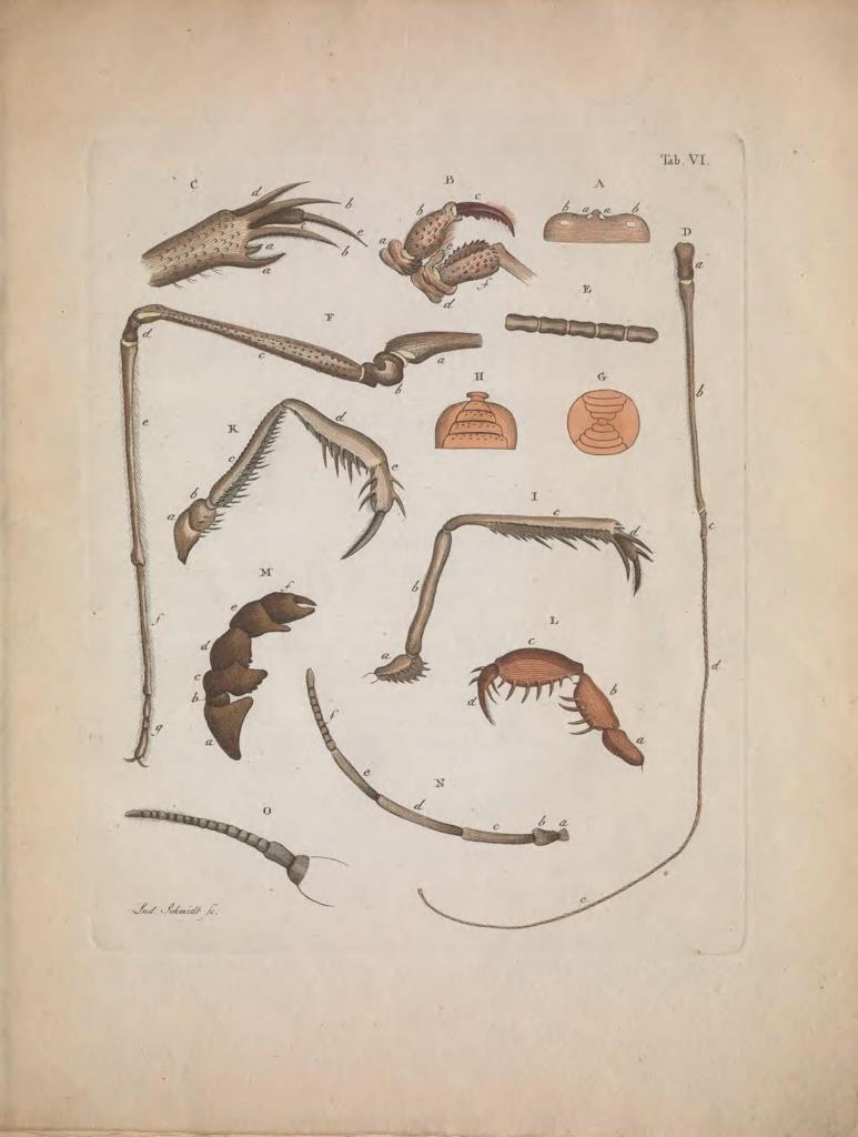 Poster DIN 4 numero 1291: Natursystem der ungeflügelten Insekten. Berlin :Bei Gottlieb August Lange,1797-1800..