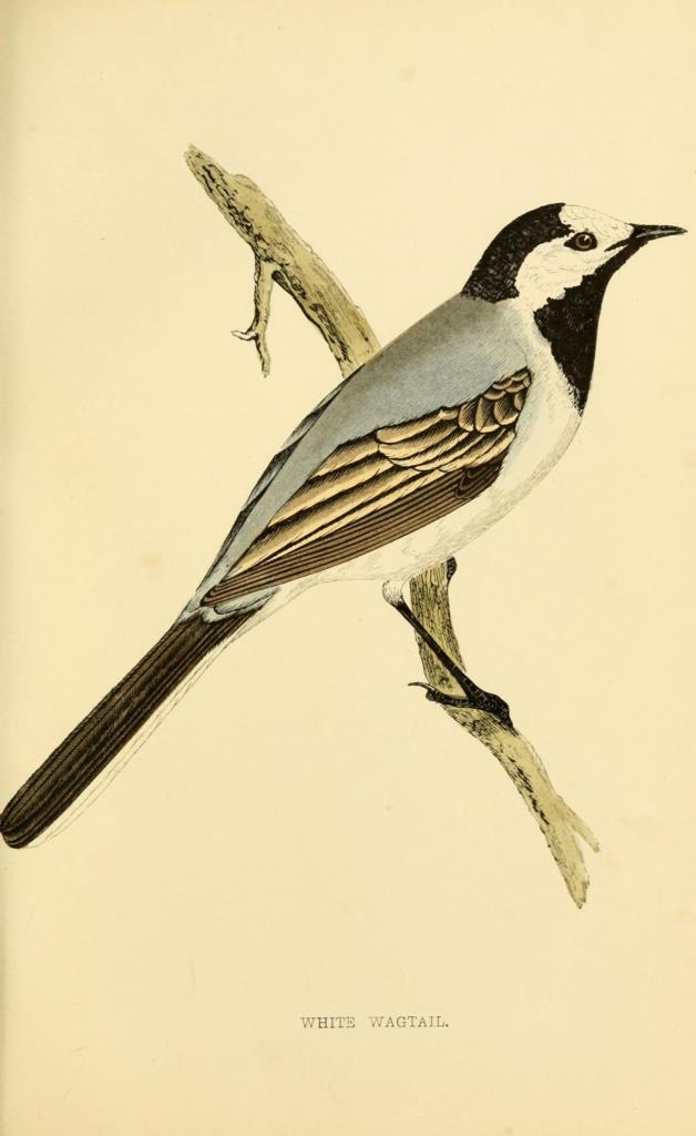 Poster DIN 4 numero 1292: White Wagtail: A history of British birds.. London,Groombridge and Sons,[1862?-1867?].