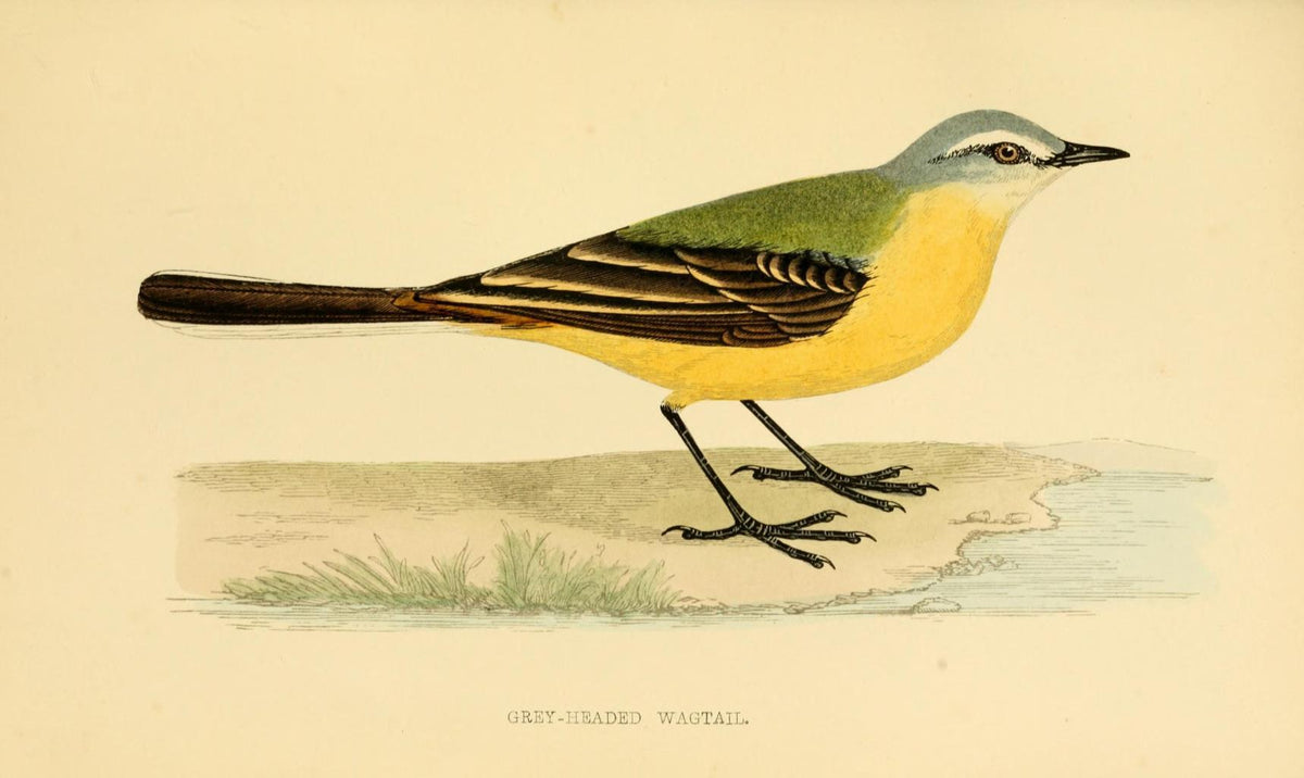 Poster DIN 4 numero 1293: Grey-Heade Wagtail:  A history of British birds.. London,Groombridge and Sons,[1862?-1867?].