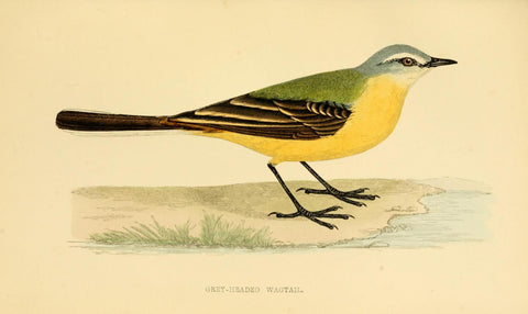 Poster DIN 4 numero 1293: Grey-Heade Wagtail:  A history of British birds.. London,Groombridge and Sons,[1862?-1867?].