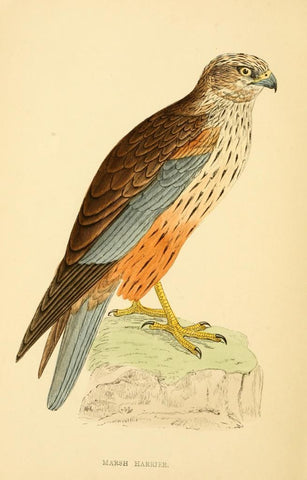 Poster DIN 4 numero 1294: Marsh Harrier: A history of British birds.. London,Groombridge and Sons,[1862?-1867?].