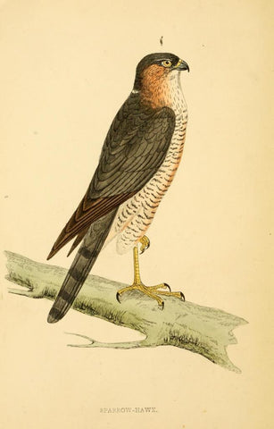 Poster DIN 4 numero 1295: Sparrow-Hawk:  A history of British birds.. London,Groombridge and Sons,[1862?-1867?].