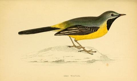 Poster DIN 4 numero 1296: Grey Wagtail: A history of British birds.. London,Groombridge and Sons,[1862?-1867?].