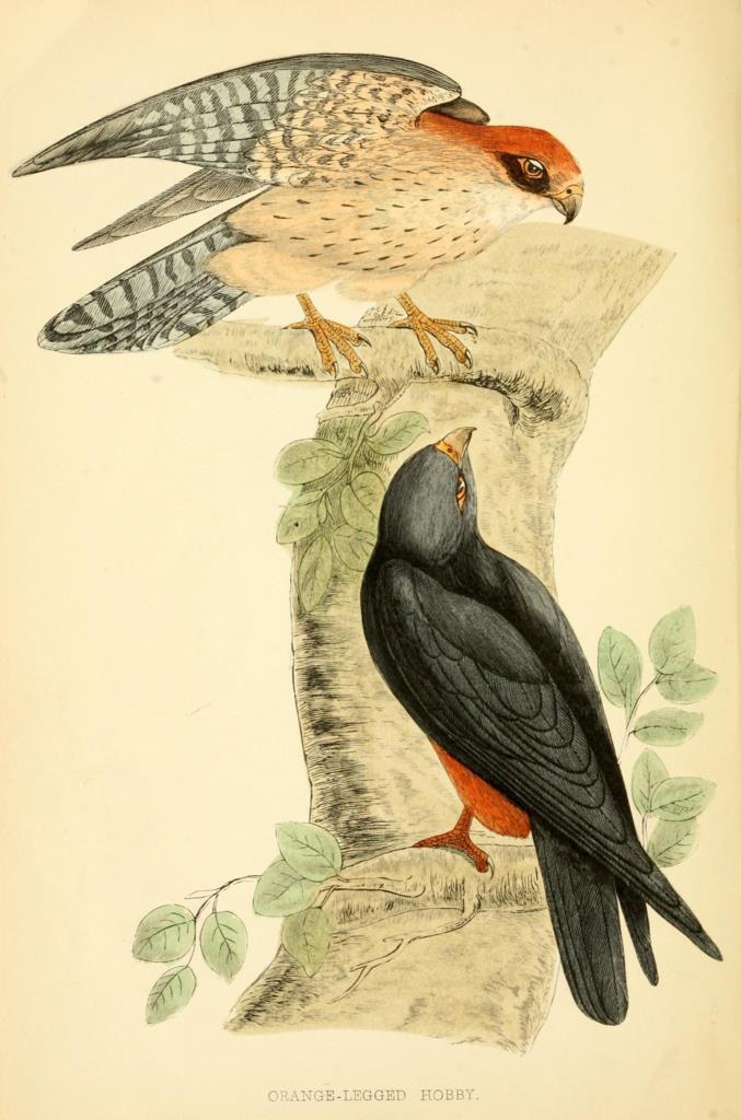 Poster DIN 4 numero 1297: Orange-Legged Hobby: A history of British birds.. London,Groombridge and Sons,[1862?-1867?].