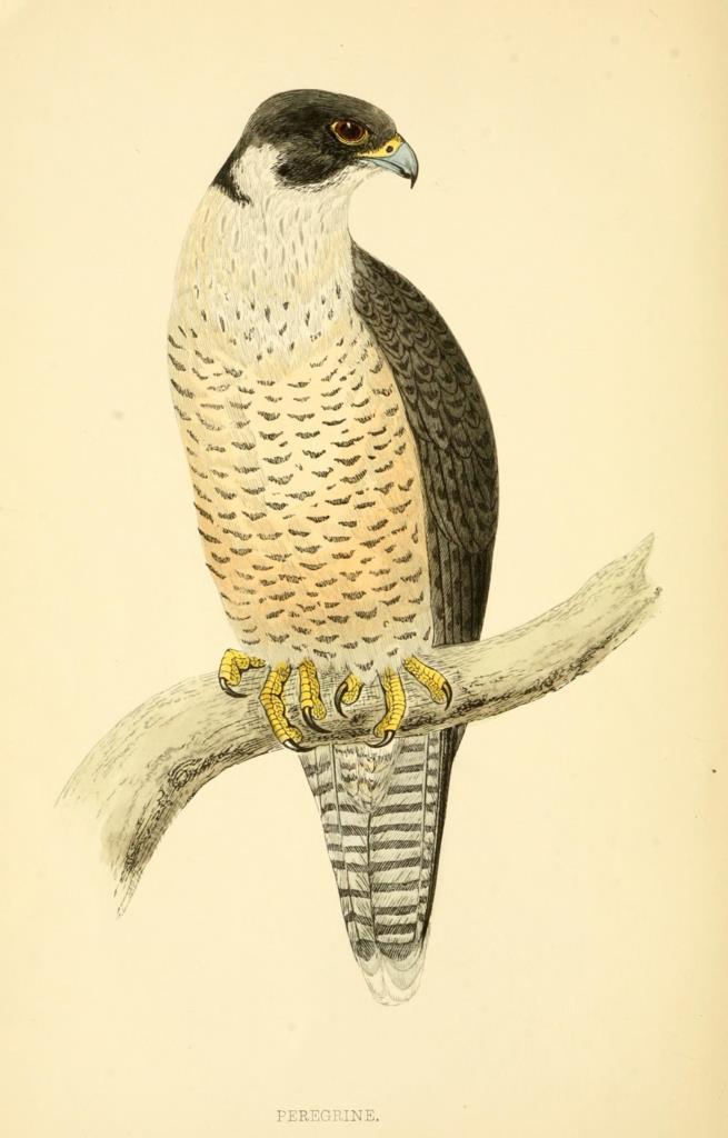 Poster DIN 4 numero 1298:  Peregrine: A history of British birds.. London,Groombridge and Sons,[1862?-1867?].