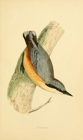 Poster DIN 4 numero 1299: Nuthatch: A history of British birds.. London,Groombridge and Sons,[1862?-1867?].