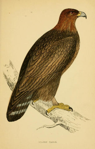 Poster DIN 4 numero 1300: Golden Eagle: A history of British birds.. London,Groombridge and Sons,[1862?-1867?].