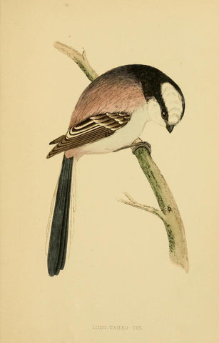 Poster DIN 4 numero 1301: Long-Tailed Tit: A history of British birds.. London,Groombridge and Sons,[1862?-1867?].