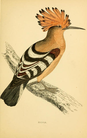 Poster DIN 4 numero 1302: Hoopoe: A history of British birds.. London,Groombridge and Sons,[1862?-1867?].