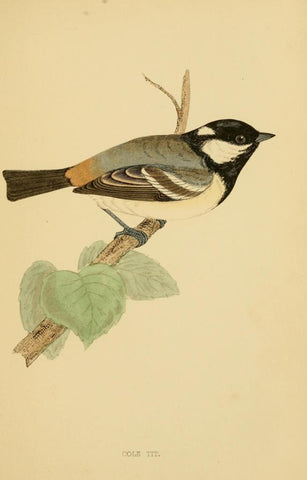 Poster DIN 4 numero 1303: Cole Tit: A history of British birds.. London,Groombridge and Sons,[1862?-1867?].