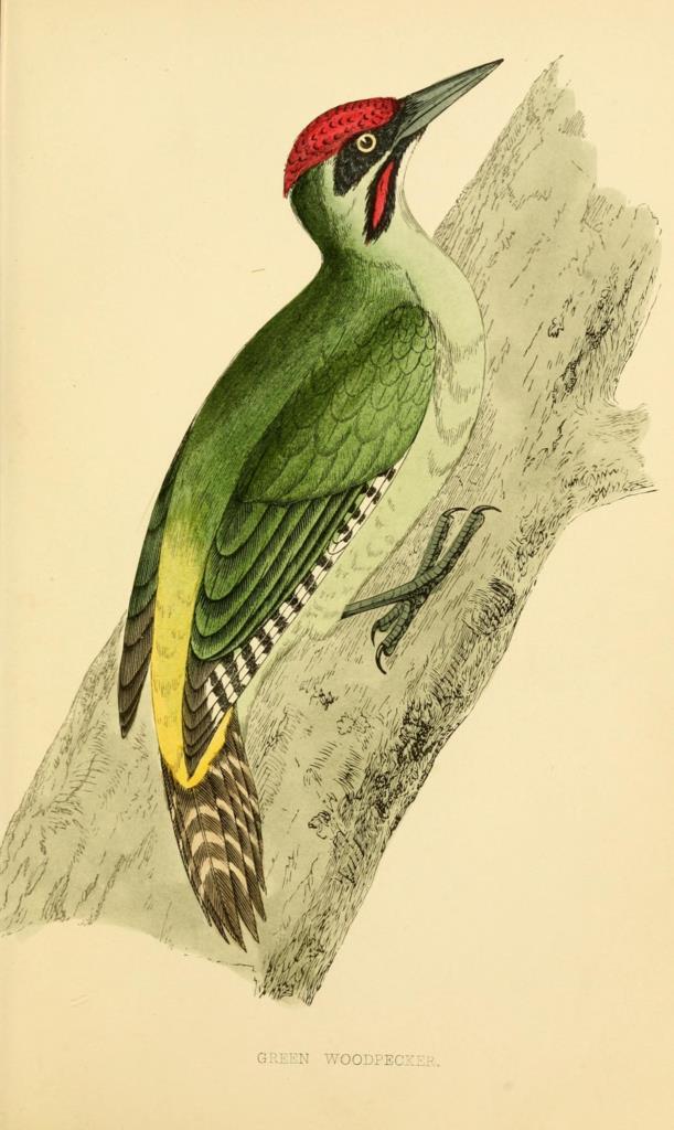 Poster DIN 4 numero 1304: Green Woodpecker:  A history of British birds.. London,Groombridge and Sons,[1862?-1867?].